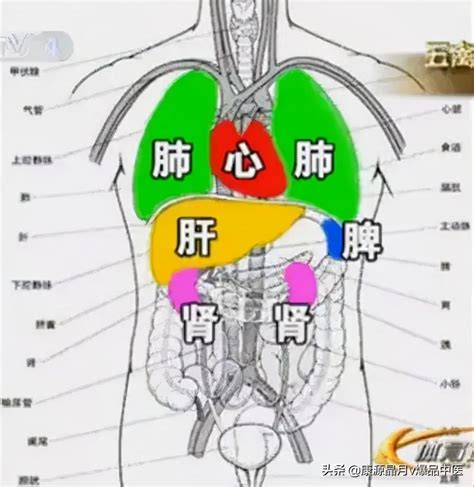 心肝脾肺腎情緒|過悲傷肺、大喜傷心臟、憂慮傷脾胃⋯⋯一張圖看懂「。